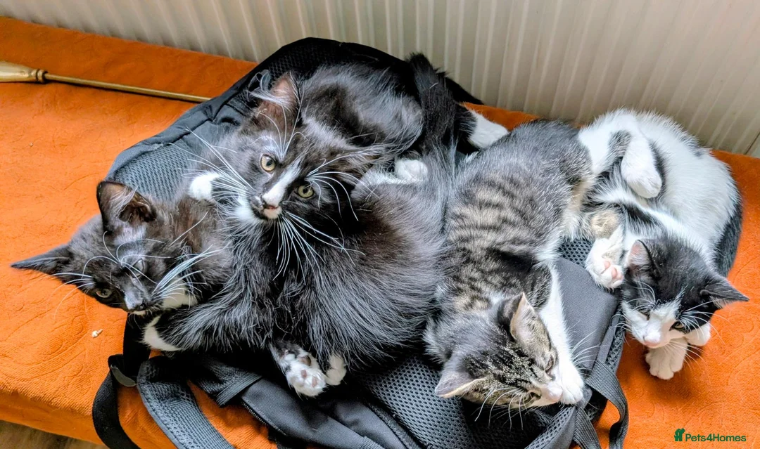 Mixed Breed cats for sale: Beautiful, healthy and playful kittens - Advert 1