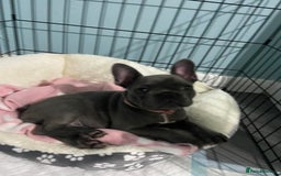 French Bulldog dogs for sale: French bulldog pup girl BLUE 13 weeks old - Image 6