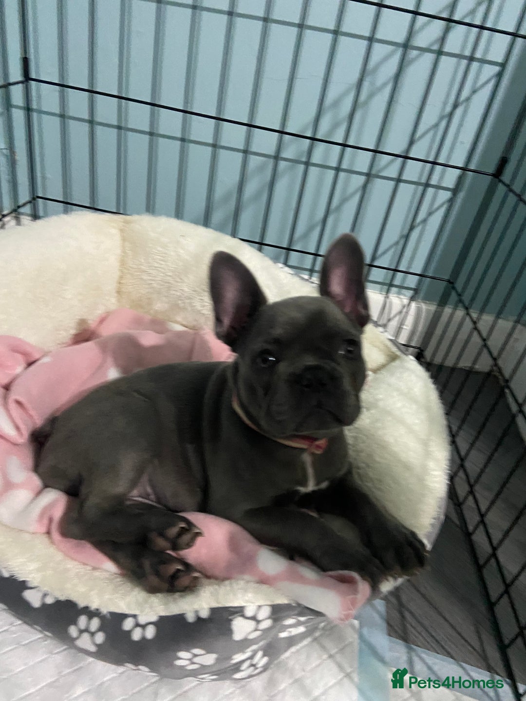 French Bulldog dogs for sale: French bulldog pup girl BLUE 13 weeks old - Image 6
