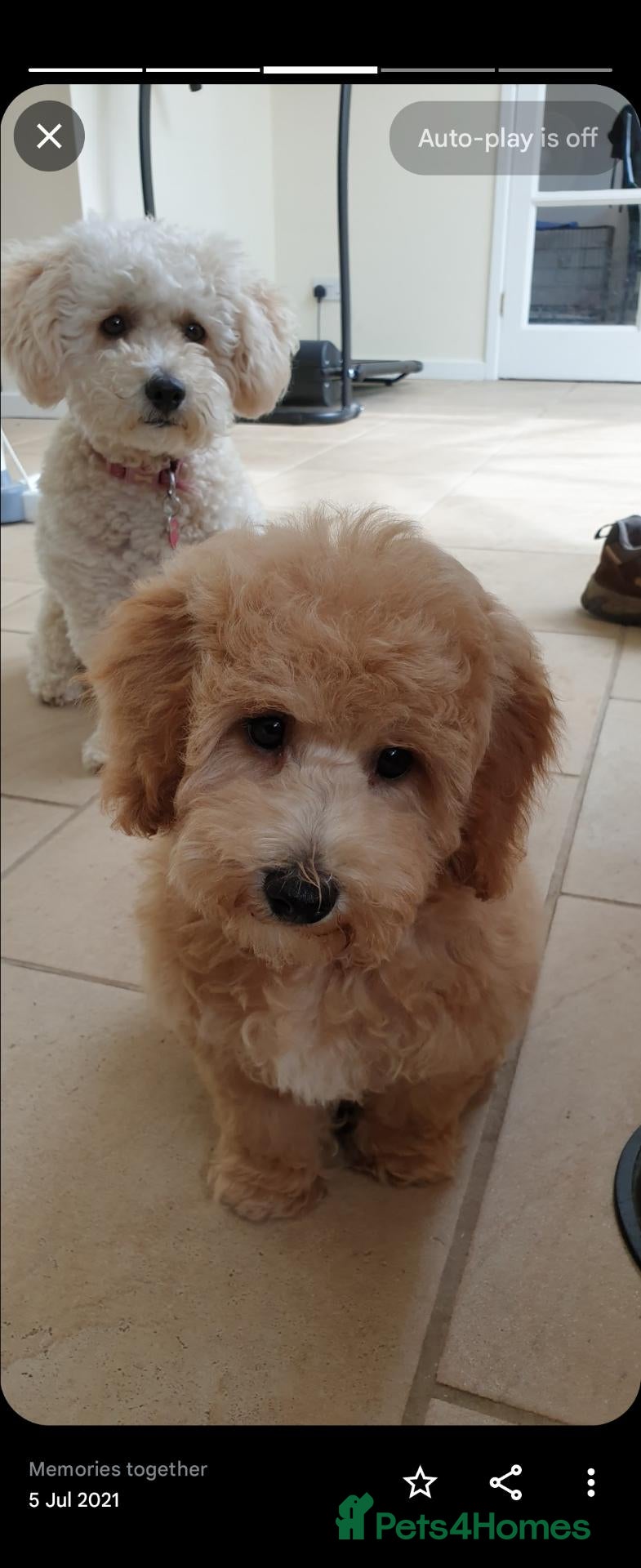 Poochon dogs Darling Winnie - Advert 3