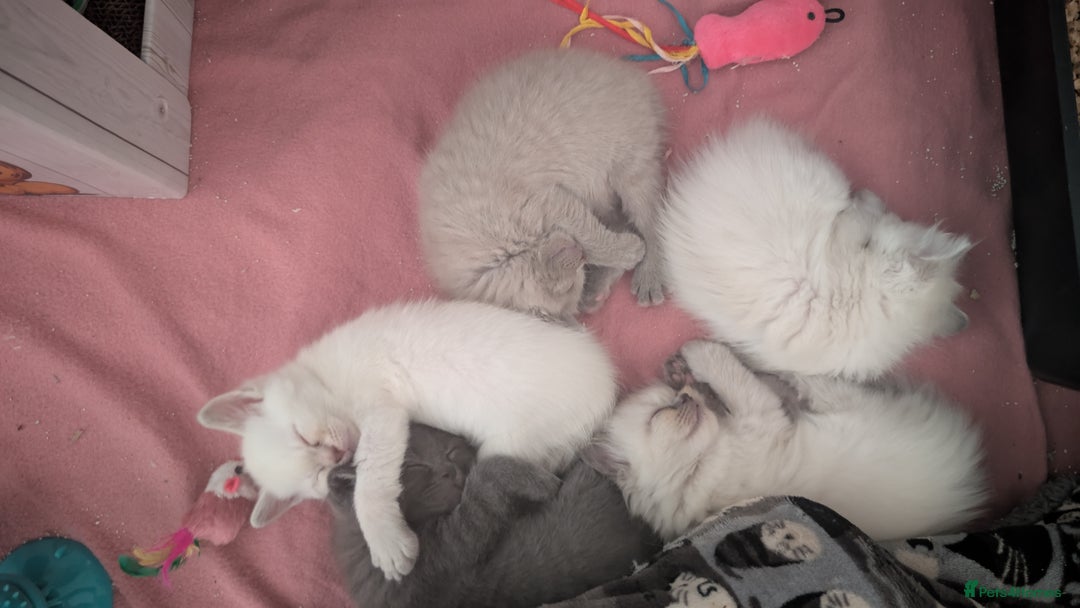 British Shorthair cats for sale: 🐾 Gorgeous British Shorthair Kittens 🐾 Pointed! - Image 8