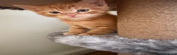 Mixed Breed cats for sale: 5 beautiful kittens  - Advert 13
