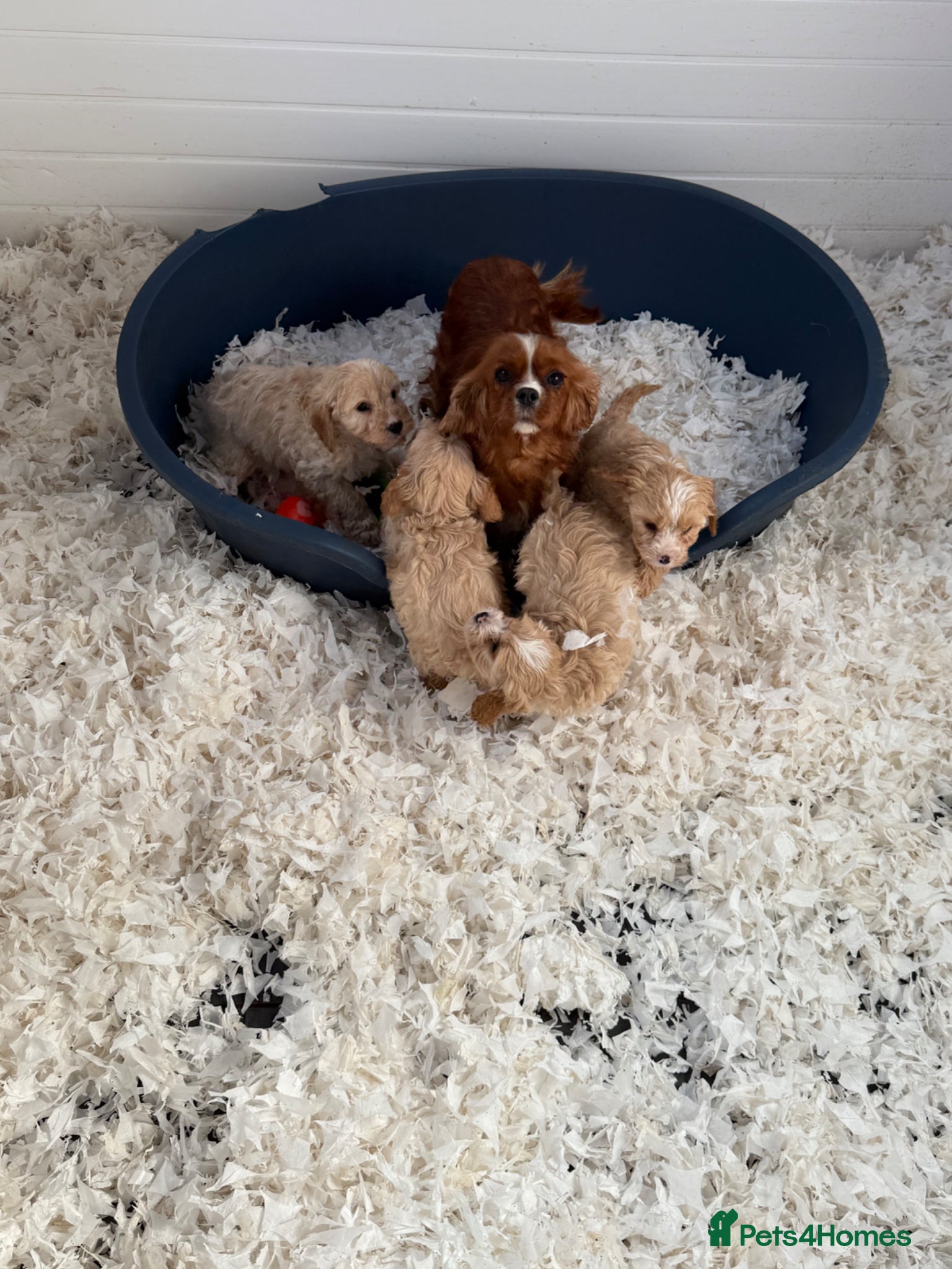 Cavapoo dogs Ready Now F1 Cavapoos - Advert 7