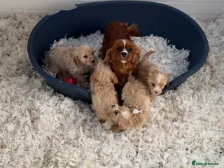 Cavapoo dogs Ready Now F1 Cavapoos - Advert 7