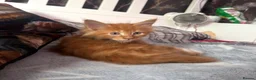 Maine Coon cats for sale: BEAUTIFUL MAINE COON KITTENS LOOKING FOR NEW HOME - Advert 10