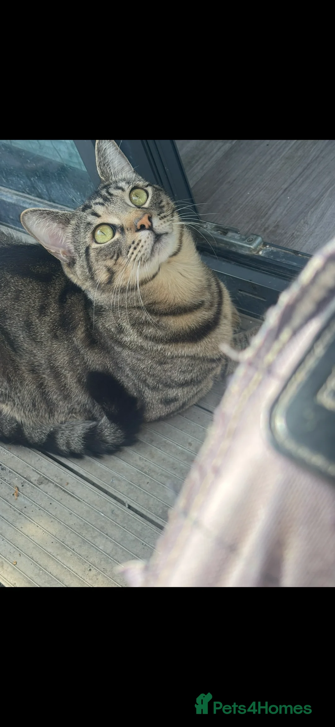 Domestic Shorthair cats for sale: Tassia Thomas - Advert 18