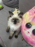 Ragdoll cats - Advert 2