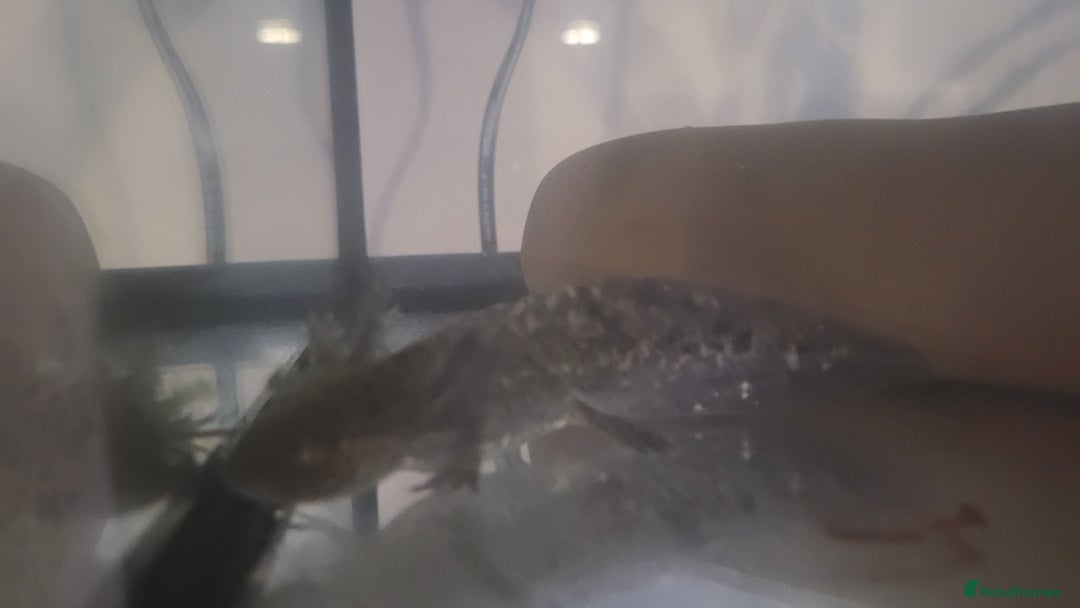 Axolotl reptiles for sale: 2 Axolotl  - Image 12