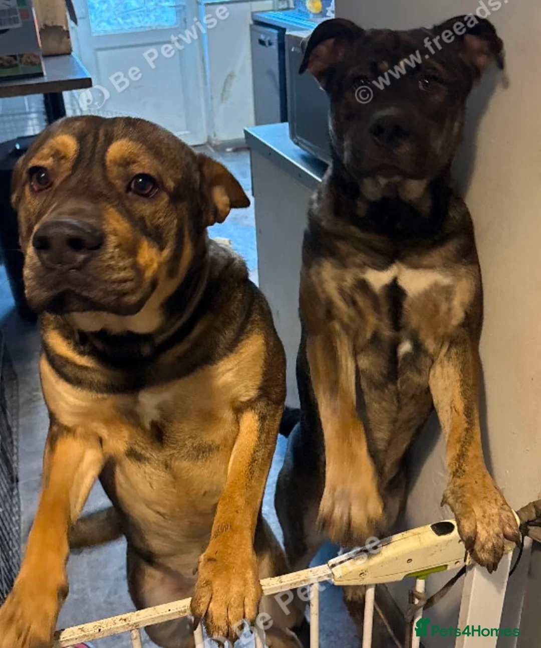 Mixed Breed dogs for sale: Mixed breed - Advert 3