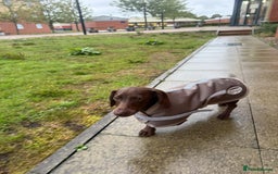 Mixed Breed dogs for sale: 6 month old small puppy  - Image 1