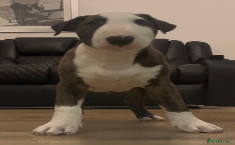 Bull Terrier dogs - Advert 1