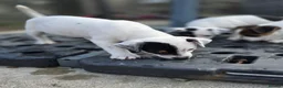 Jack Russell dogs for sale: Lovely Jack russell puppies - Advert 14