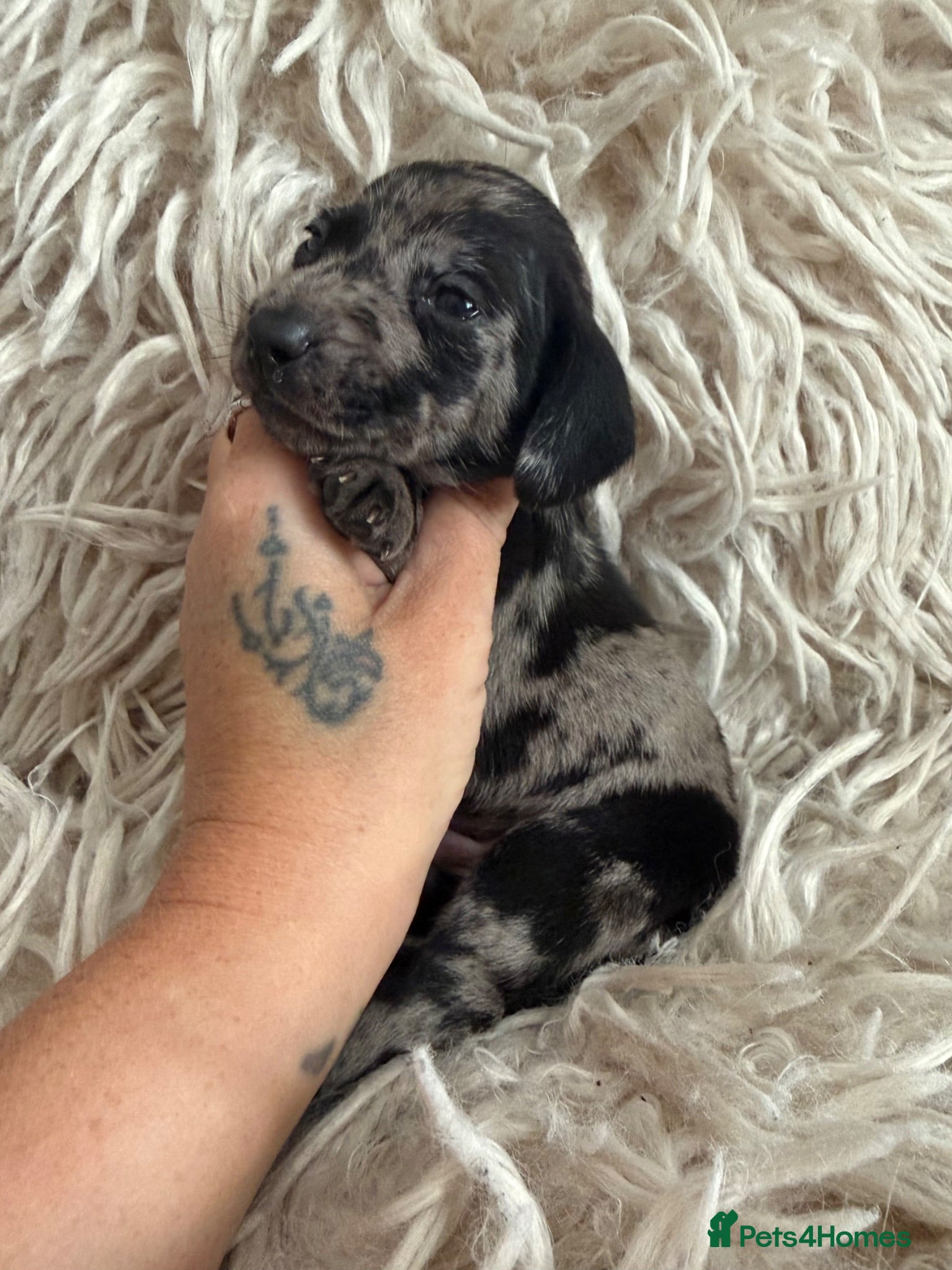 Miniature Dachshund dogs Kc registered kaninchen dachshunds  - Advert 1