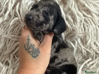 Miniature Dachshund dogs Kc registered kaninchen dachshunds - Advert 4