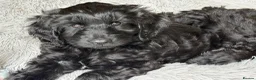 Australian Labradoodle dogs for sale: *Reduced* Australian labradoodle girl  - Advert 8