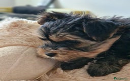 Yorkshire Terrier dogs for sale: Hi Mini Yorkshire Terrier for sale - Image 6
