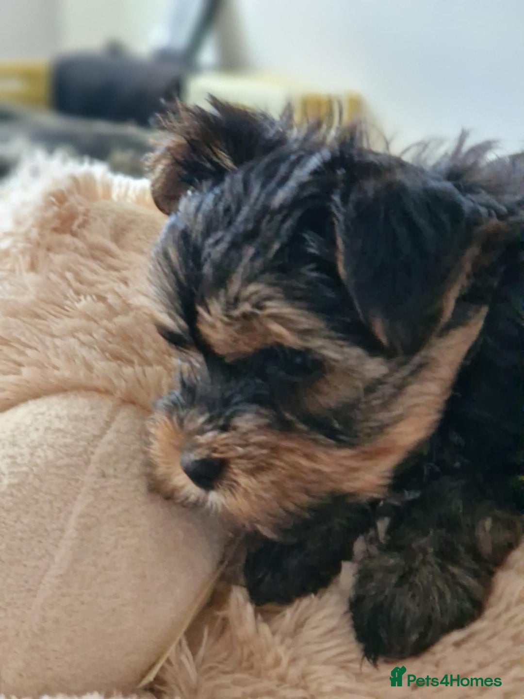 Yorkshire Terrier dogs for sale: Hi Mini Yorkshire Terrier for sale - Image 6