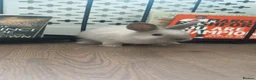 Mini Lion Lop rabbits for sale: beautiful male mini lop x lion head for sale  in Chorley - Advert 8