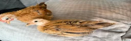Chickens poultry for sale:     Hand-Reared Serama Pair for Loving Home in Pershore - Advert 8
