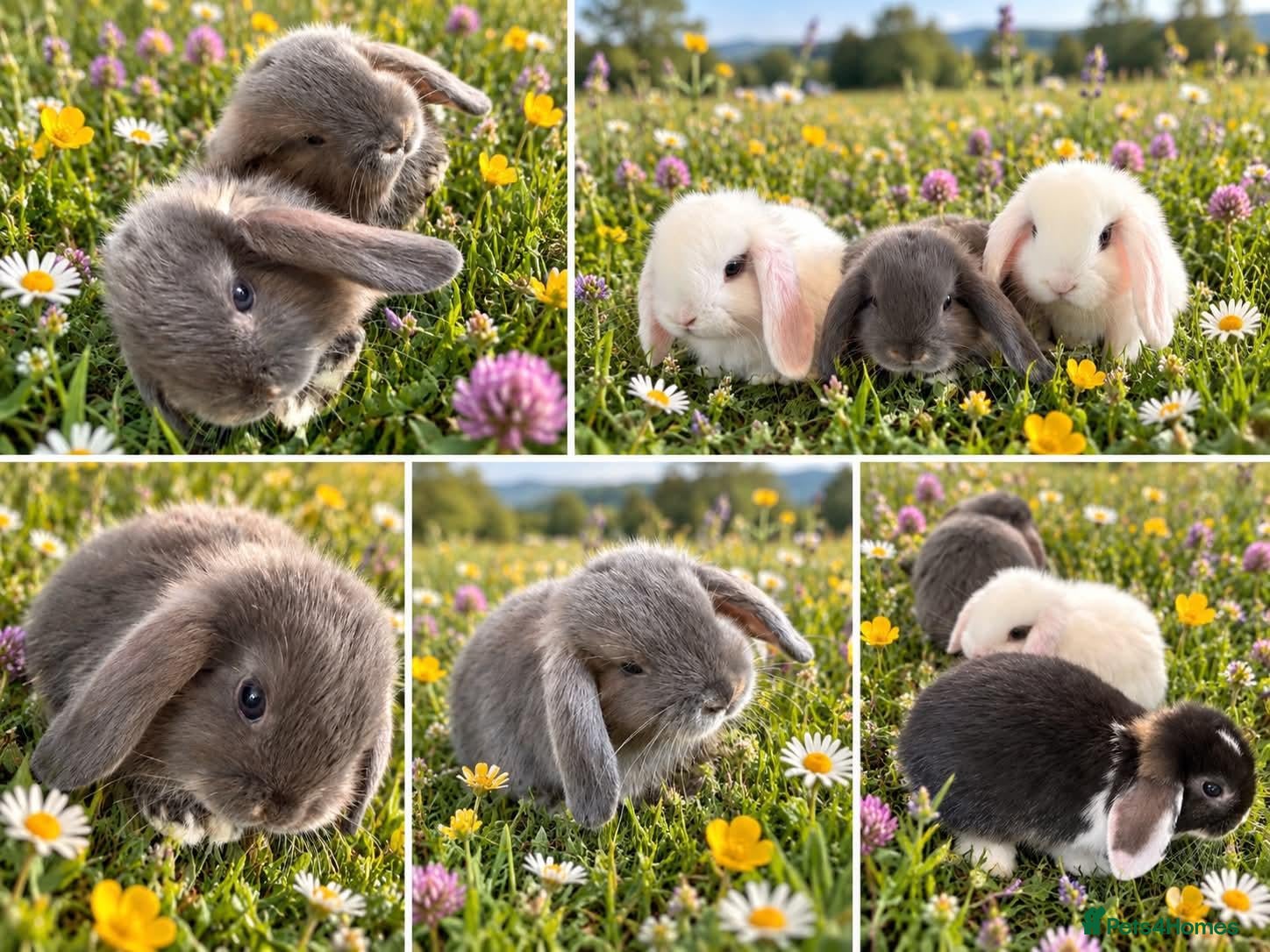 Mini Lop rabbits 🐰 Beautiful mini lops for sale 🐰 - Advert 3