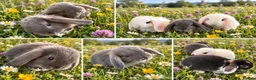 Mini Lop rabbits for sale: 🐰 Beautiful mini lops for sale 🐰 - Advert 1