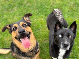 Mixed Breed dogs Stunning litter of puppies!! - Advert 7