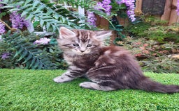 Maine Coon cats for sale: Maine Coon kittens for sale CF81  - Image 10