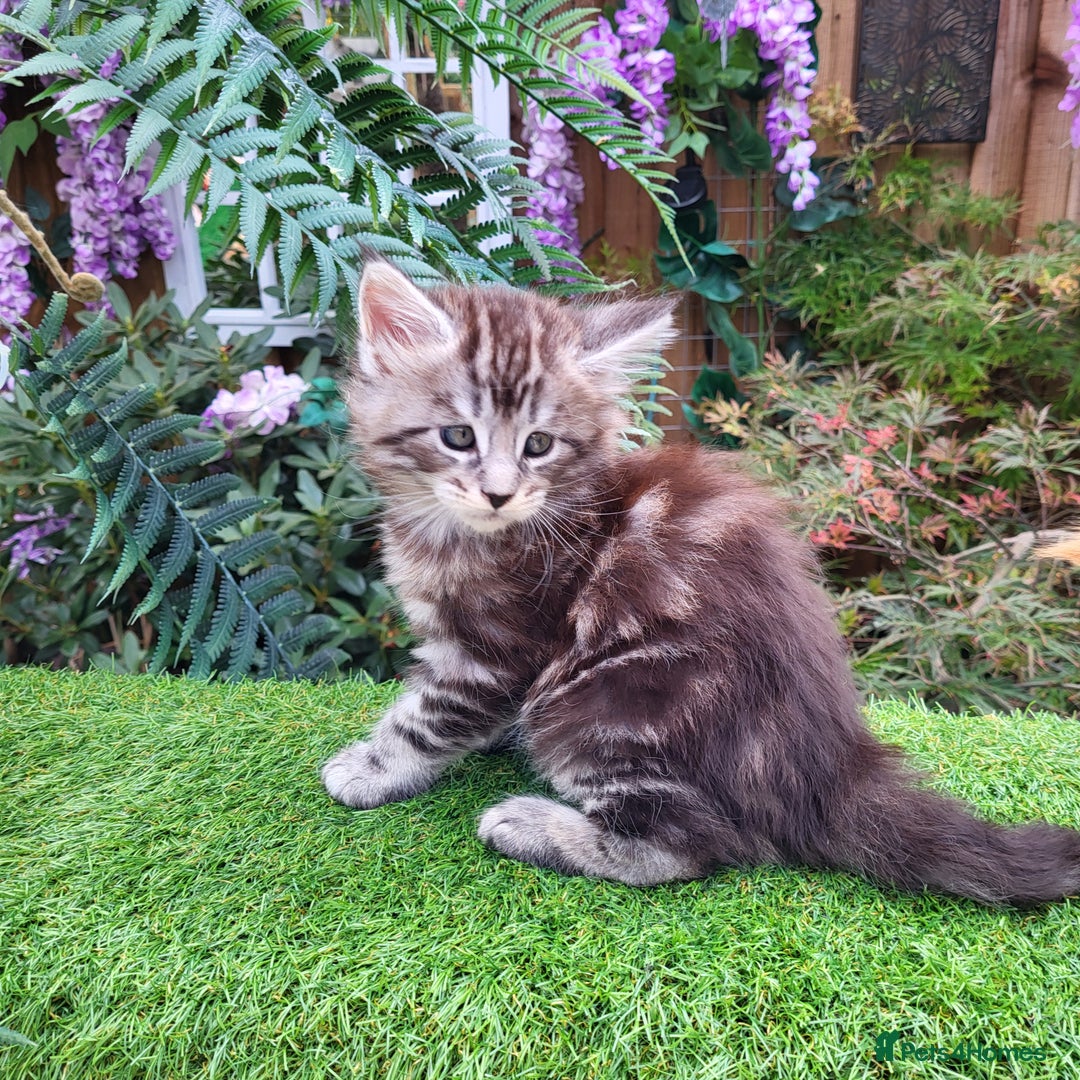 Maine Coon cats for sale: Maine Coon kittens for sale CF81  - Image 10