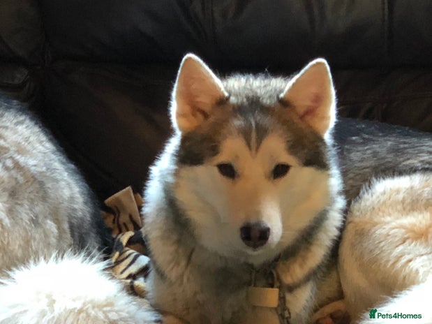 Siberian Husky dogs - Advert 1