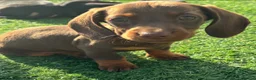 Dachshund dogs for sale: Miniature dachshund pups  - Advert 8