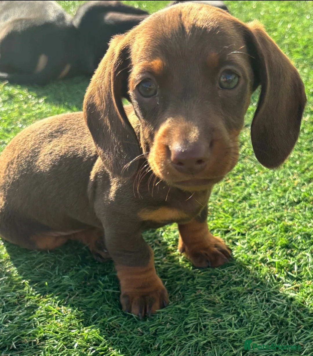 Dachshund dogs for sale: Miniature dachshund pups  - Advert 8