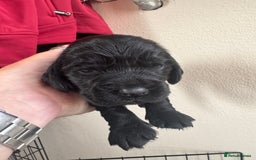 Sprocker dogs for sale: Cocker spaniel pups  - Image 7