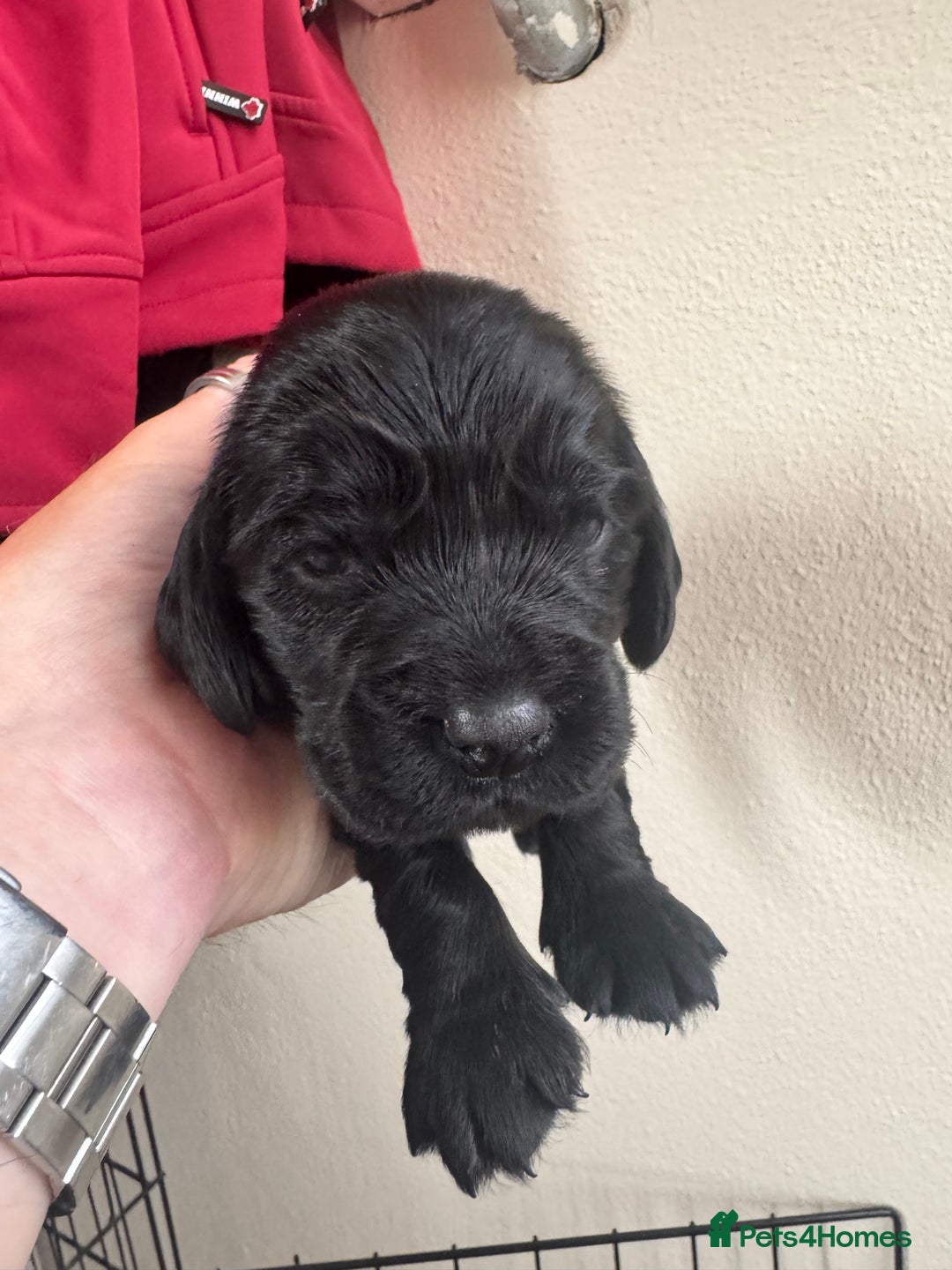Sprocker dogs for sale: Cocker spaniel pups  - Image 7