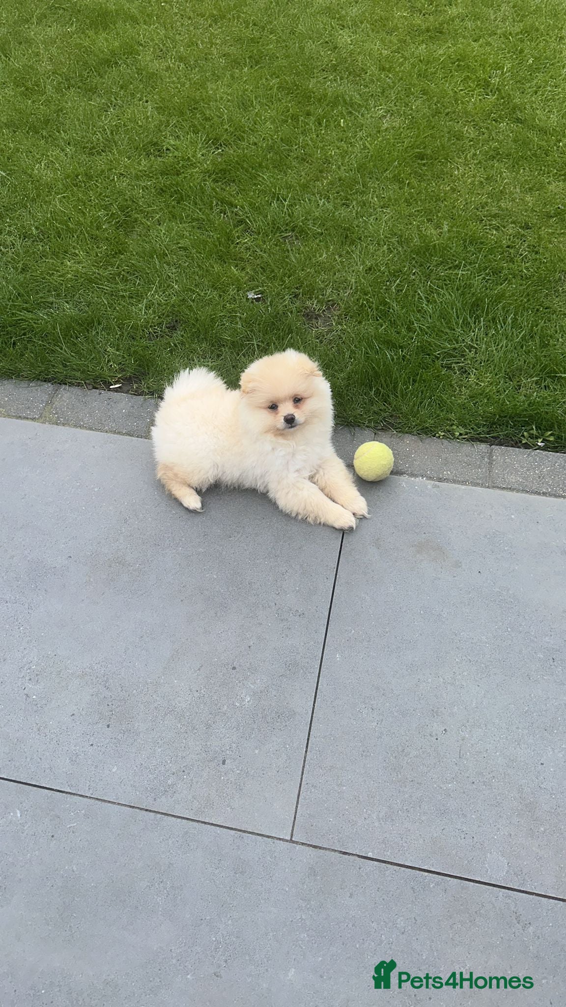 Pomeranian dogs Gorgeous Pomeranian puppy - Advert 1