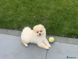 Pomeranian dogs Gorgeous Pomeranian puppy - Advert 1