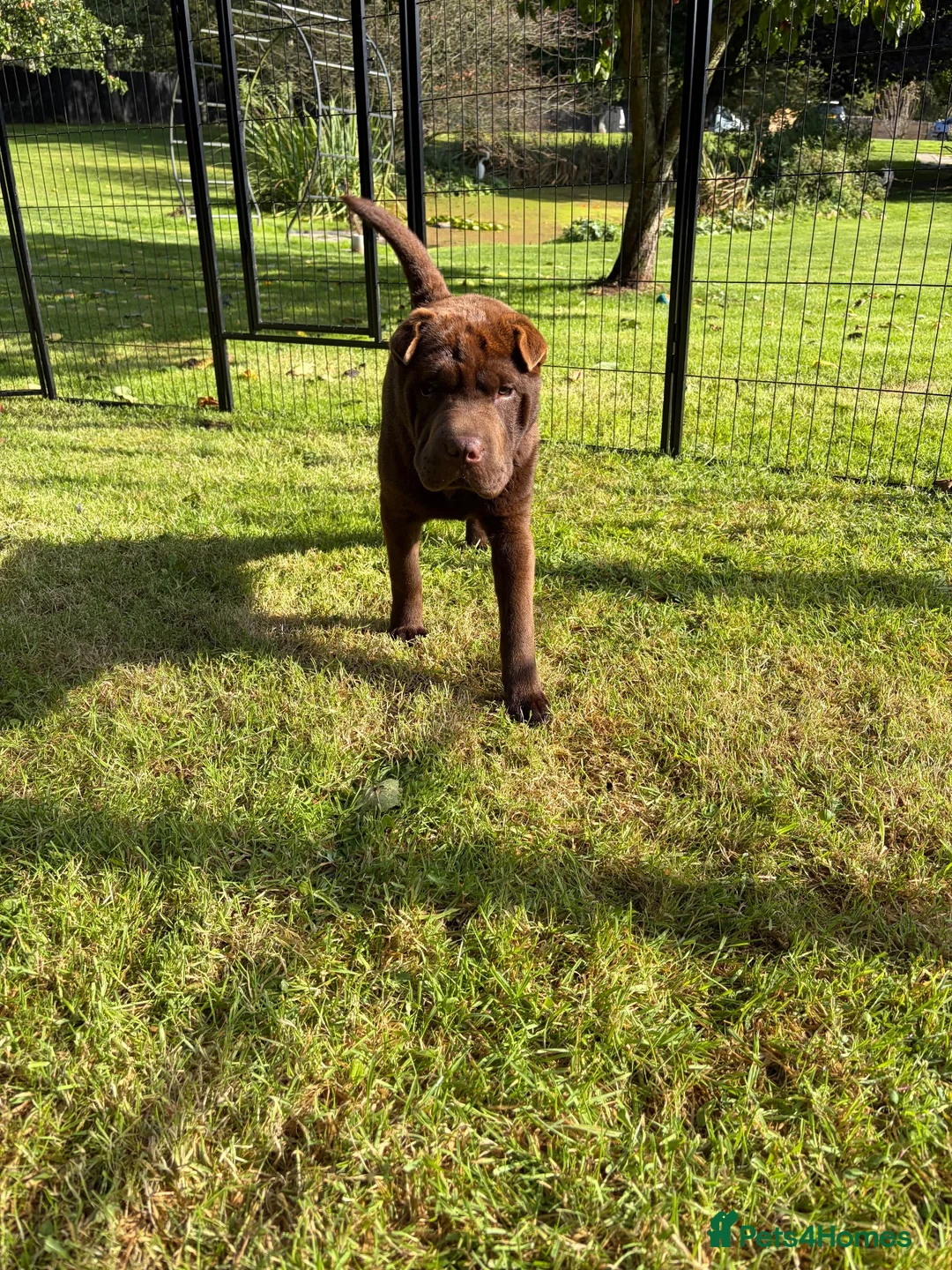 Shar Pei dogs for sale: Stunning Shar Peis Looking for Their Forever Homes in Cupar - Advert 8