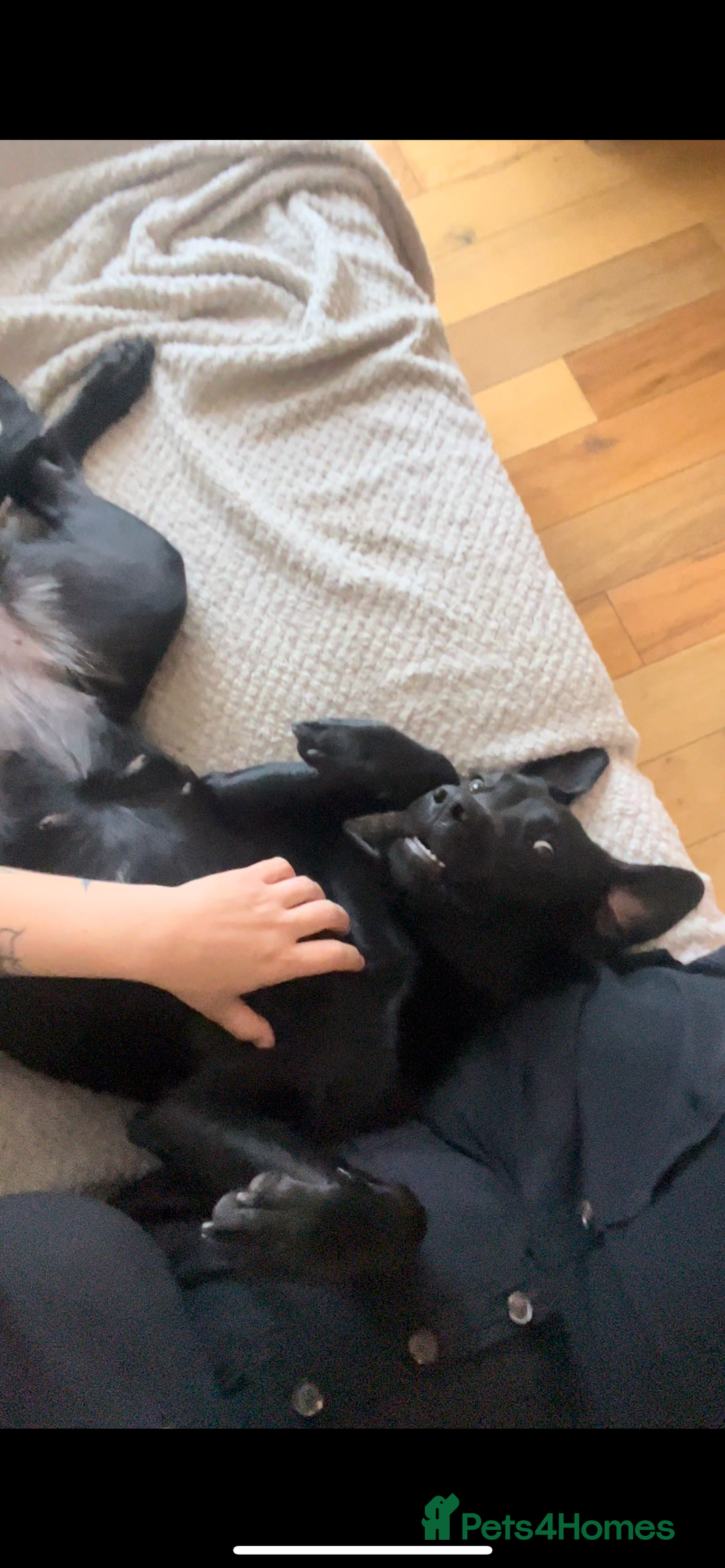 Labrador Retriever dogs for sale: Beautiful Labrador  - Advert 3