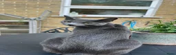 Mixed Breed cats for sale: Cute tuxedo kittens.   - Advert 2