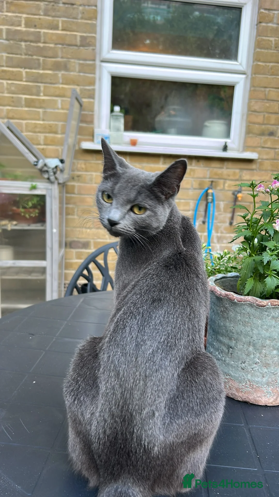 Mixed Breed cats for sale: Cute tuxedo kittens.   - Advert 2