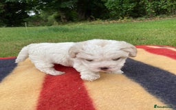 Mixed Breed dogs for sale: Bolonoodle Puppies  - Image 13