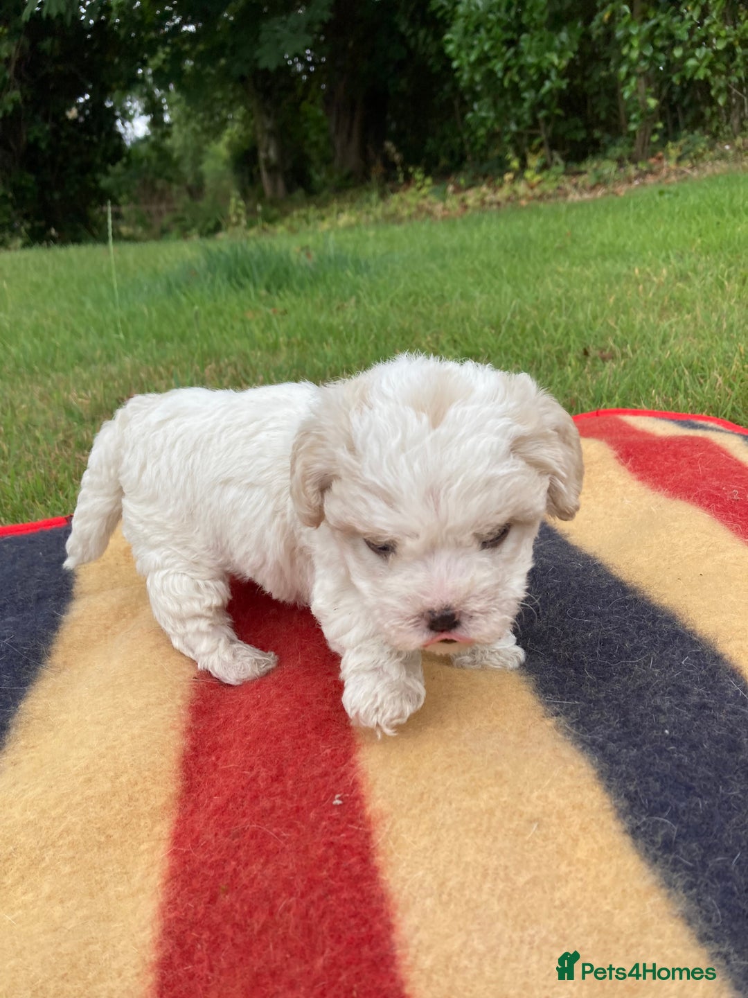 Mixed Breed dogs for sale: Bolonoodle Puppies  - Image 13