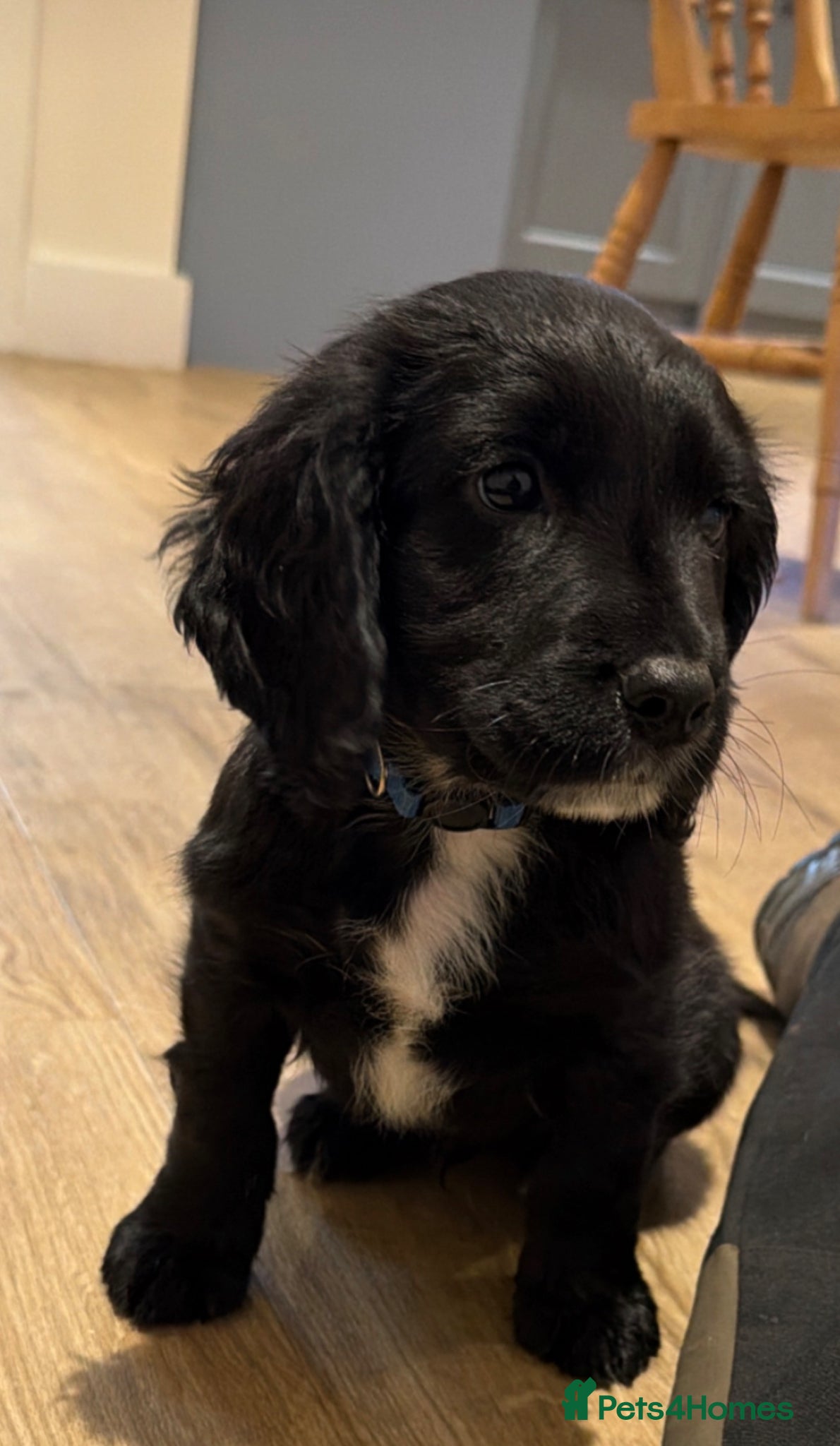 Cocker Spaniel dogs Kc registered Cocker spaniel puppies - Advert 3