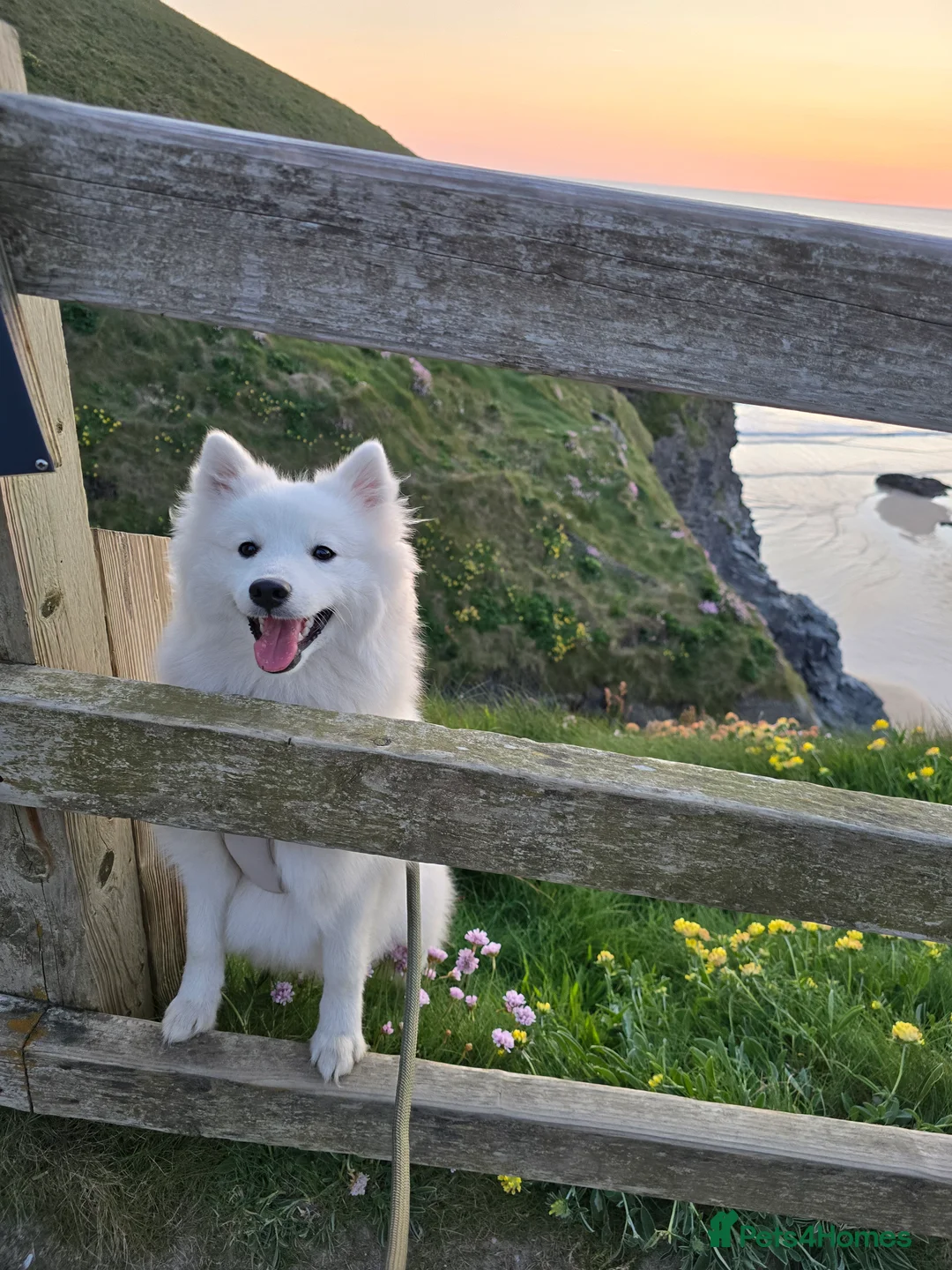 Japanese Spitz dogs for stud: Healthy Japanese Spitz KC Registered Male for Stud - Advert 5