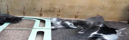 Mixed Breed cats for sale: Kitten for rehoming  in Mansfield - Advert 5