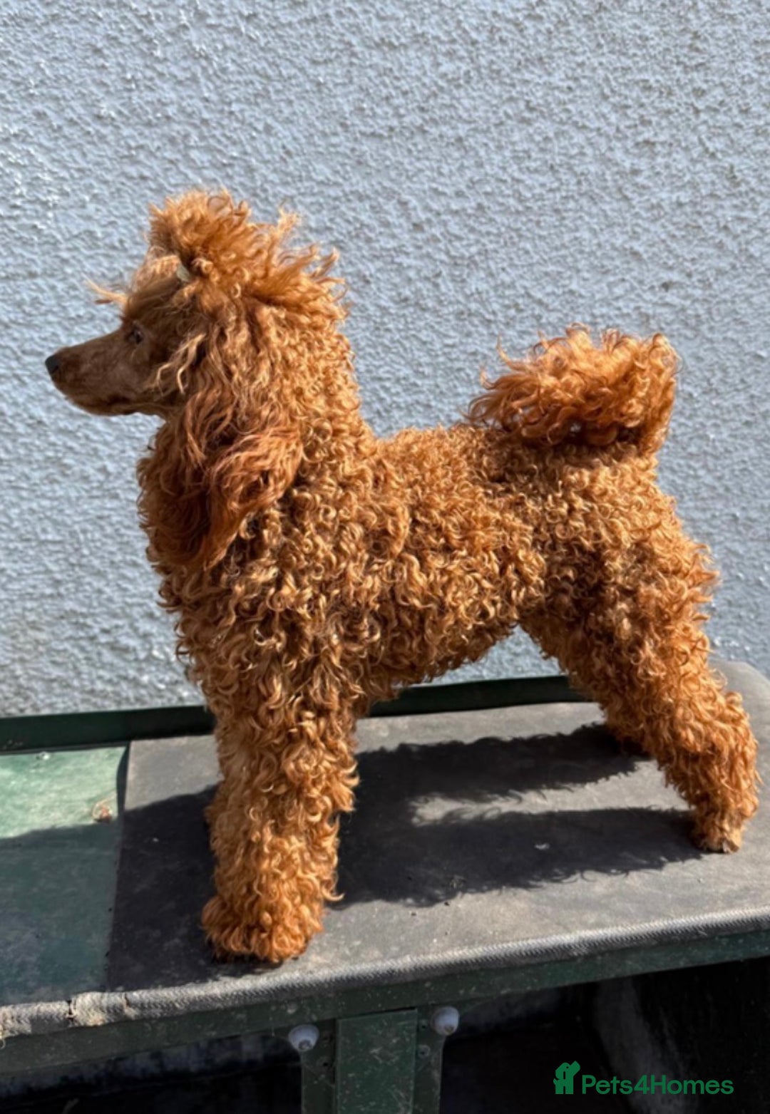 Jackapoo dogs for sale: Jackapoo puppies  - Advert 10