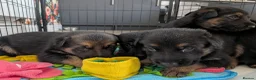 German Shepherd dogs for sale: Beautiful German Shepherd Pups in Warrington - Advert 5