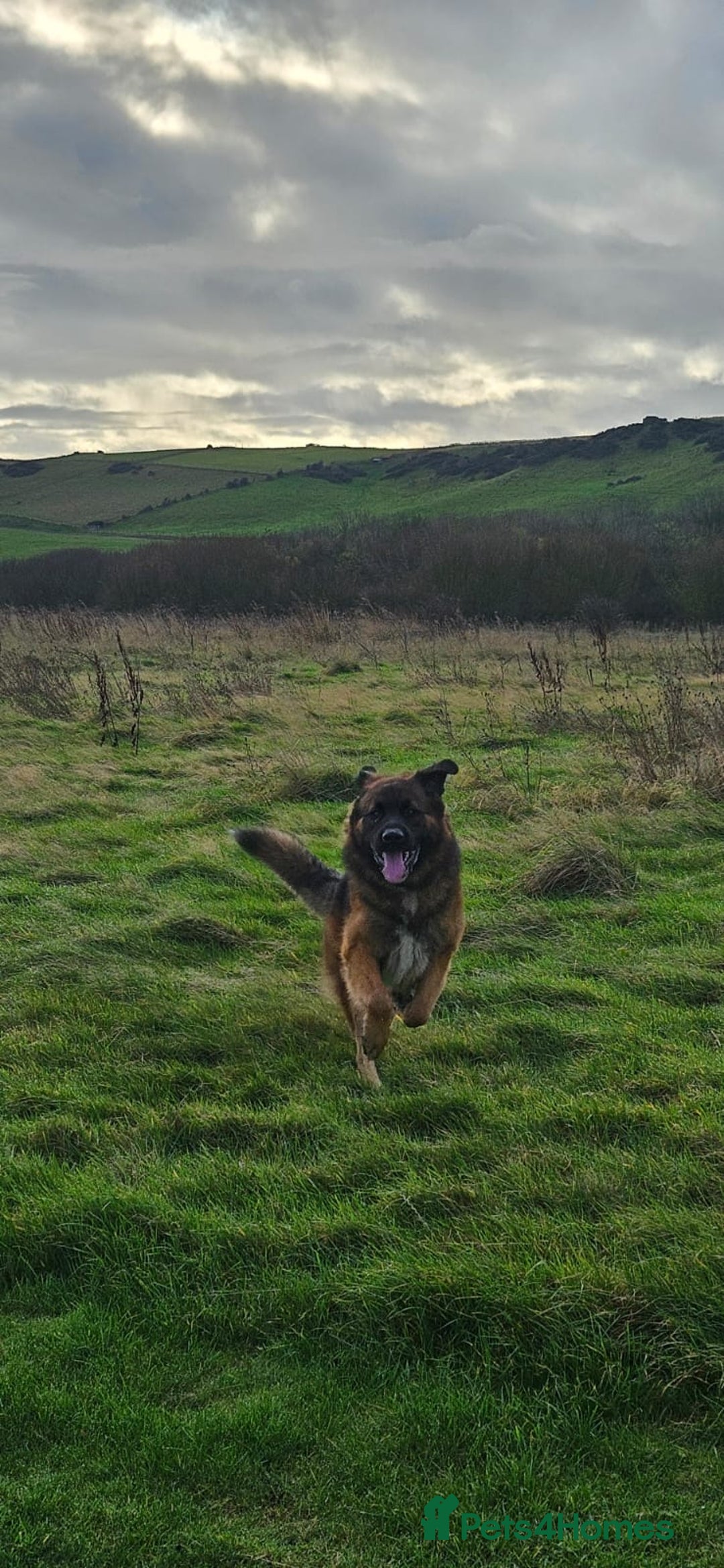 Mixed Breed dogs for sale: Bear looking for a new home - Advert 3