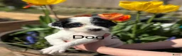 English Springer Spaniel dogs for sale: KC Registered springer spaniel puppies for sale  - Advert 11