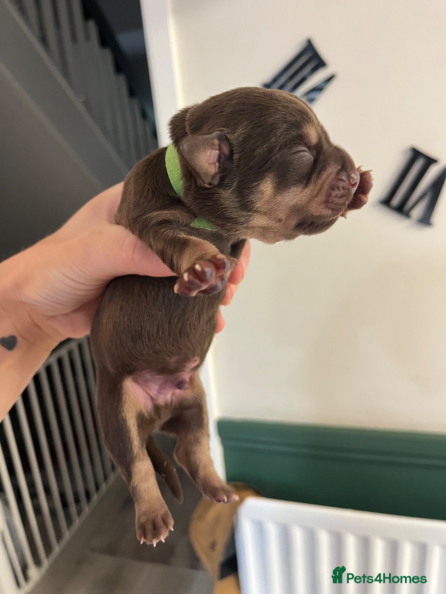 Mixed Breed dogs 7 Beautiful French wiener pups  - Advert 17