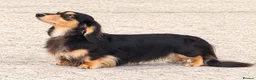 Miniature Dachshund dogs for stud: Miniature long hair dachshund for stud  - Advert 2